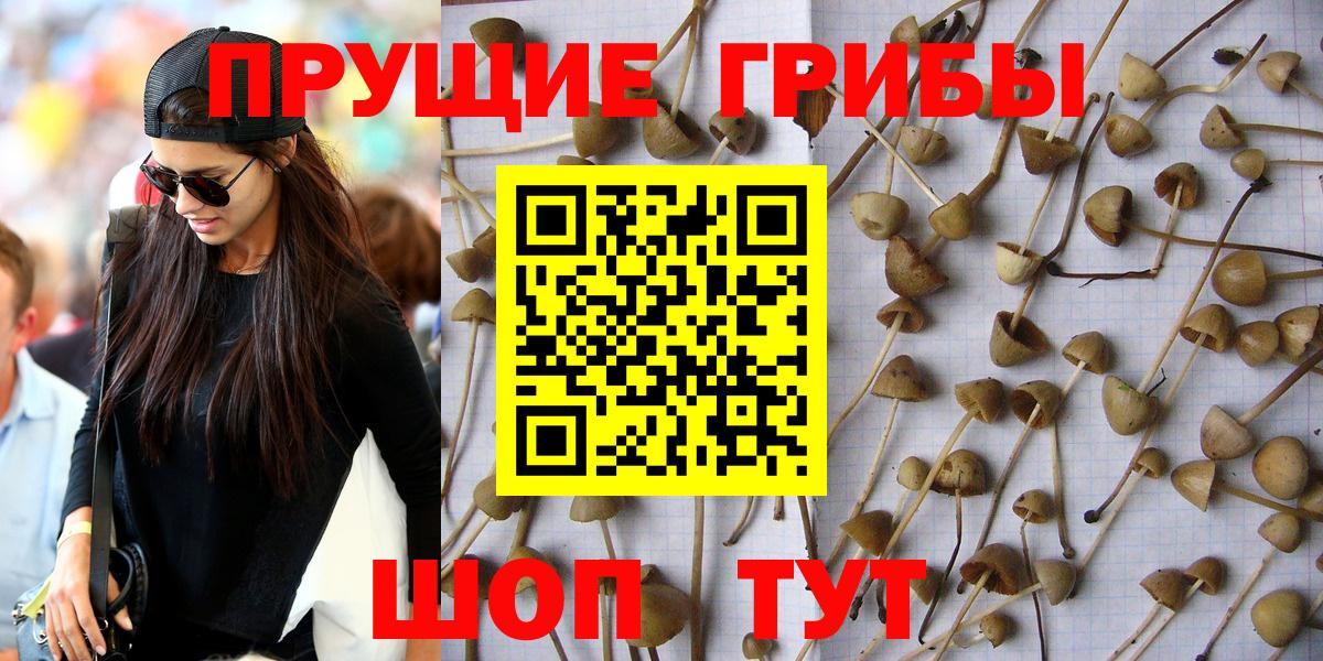 Псилоцибиновые грибы Psilocybine cubensis Белогорск